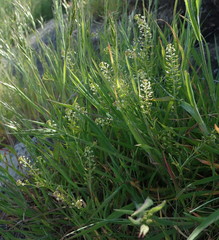 Lepidium virginicum menziesii