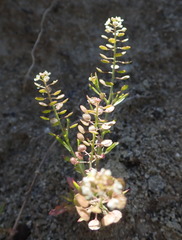 Lepidium virginicum menziesii