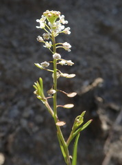 Lepidium virginicum menziesii