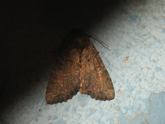 Antapamea conciliata