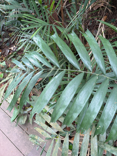 Ptychosperma propinquum observed 2026-10-06