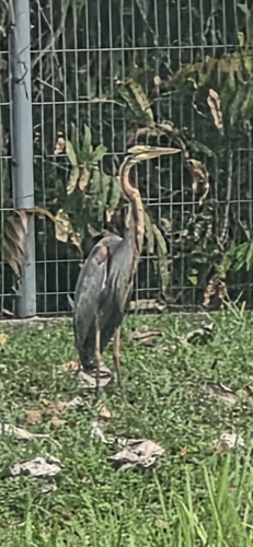 Purple Heron