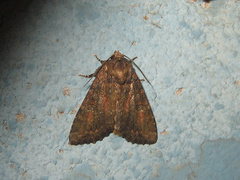 Antapamea conciliata