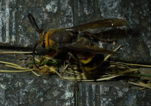 European Hornet