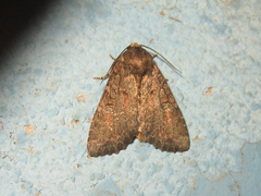 Antapamea conciliata