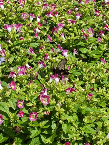 Common Mormon Swallowtail