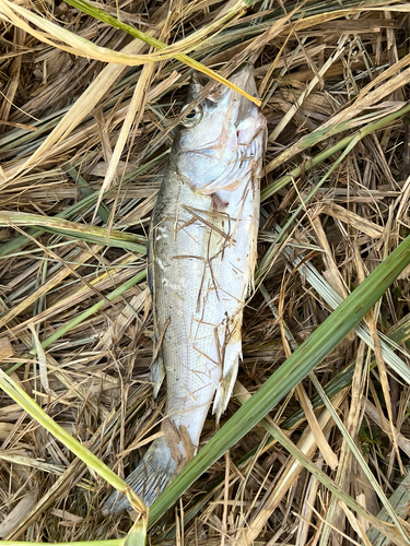 Lateolabrax spilonotus