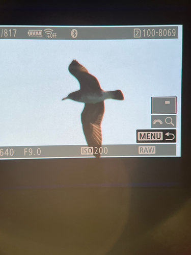 Black-tailed Gull