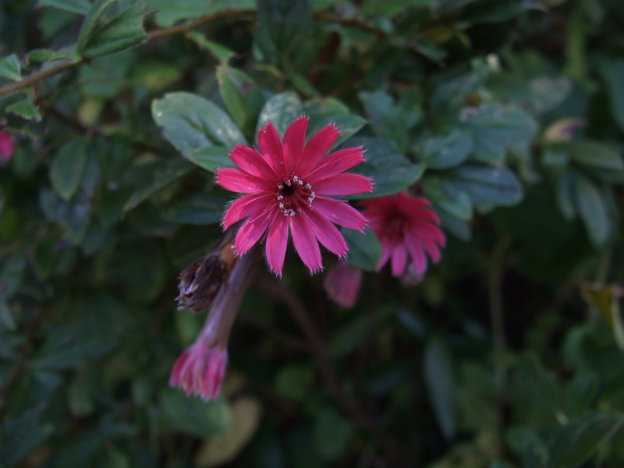 Barnadesia arborea image