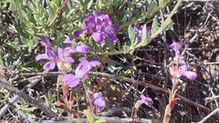 Collinsia concolor
