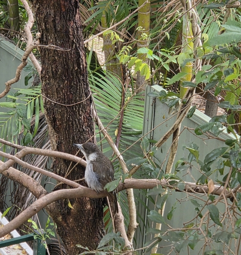 Grey Butcherbird