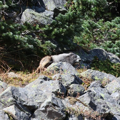 Hoary Marmot observed by cdkeeler