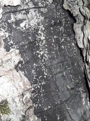 Cryptostroma corticale