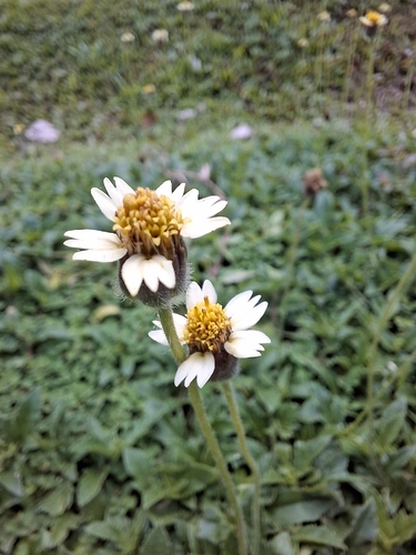Tridax Daisy