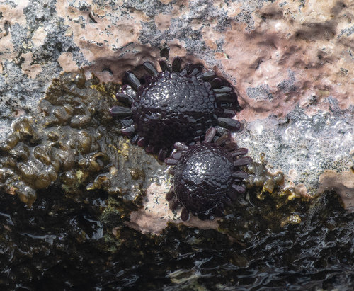 Colobocentrotus atratus, 2026-09-27