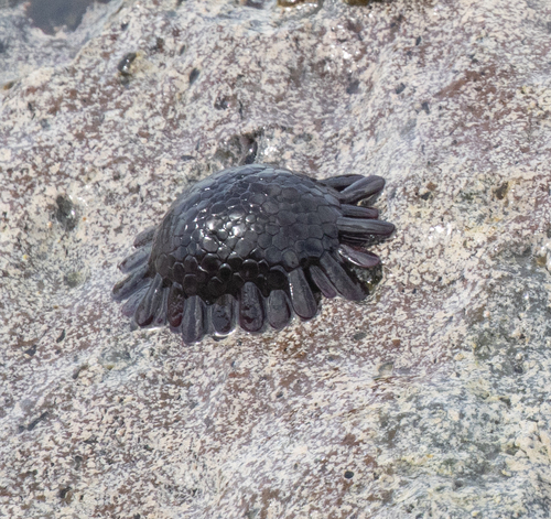 Colobocentrotus atratus, 2026-09-27