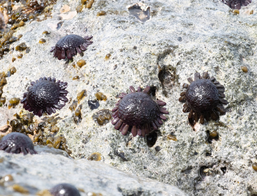 Colobocentrotus atratus, 2026-09-27