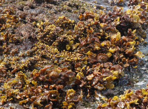 Sargassum aquifolium observed 2026-09-27