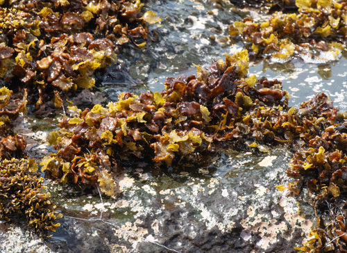 Sargassum aquifolium observed 2026-09-27