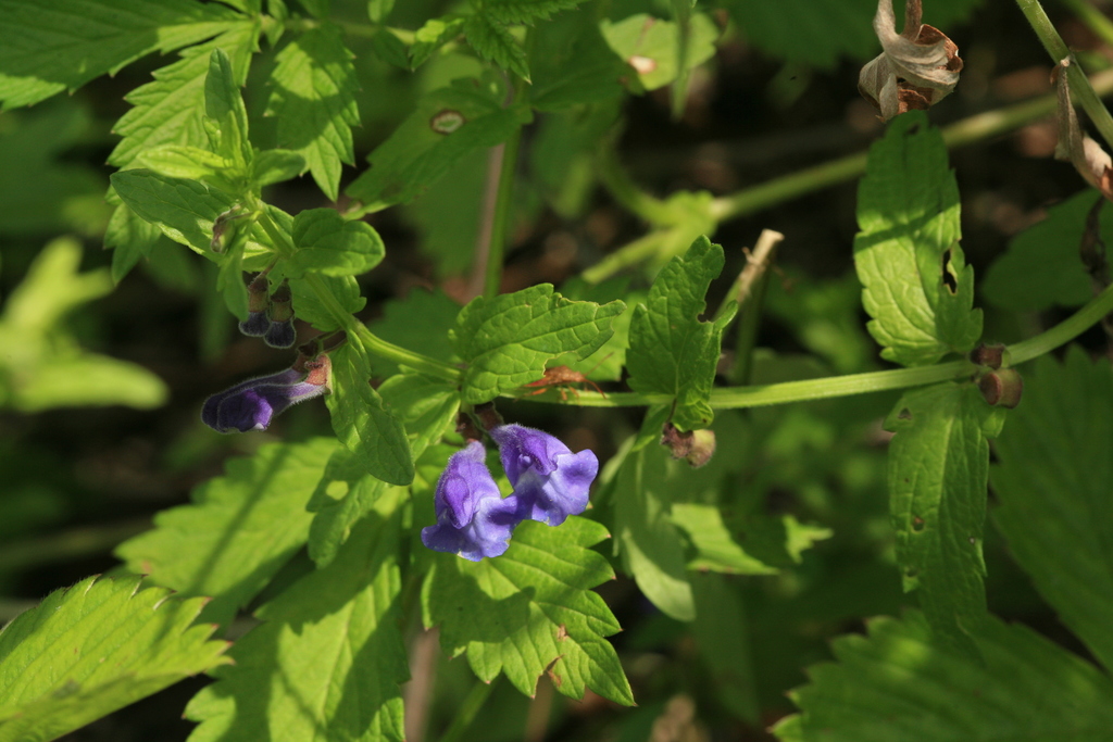 Scutellaria krasevii