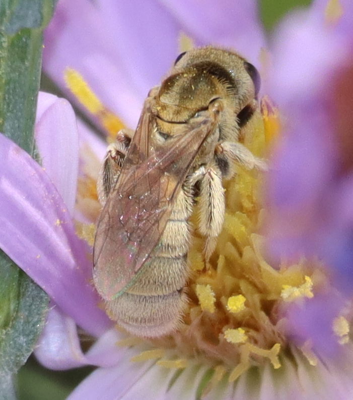Sweat Bee