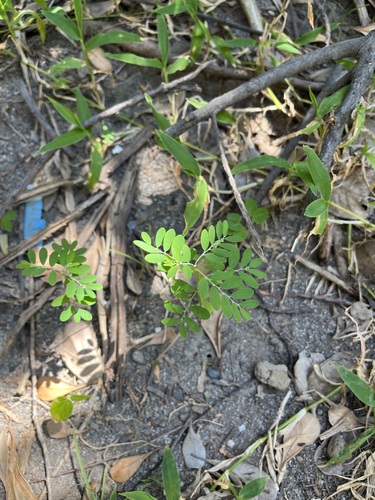 Phyllanthus debilis observed 2026-10-04
