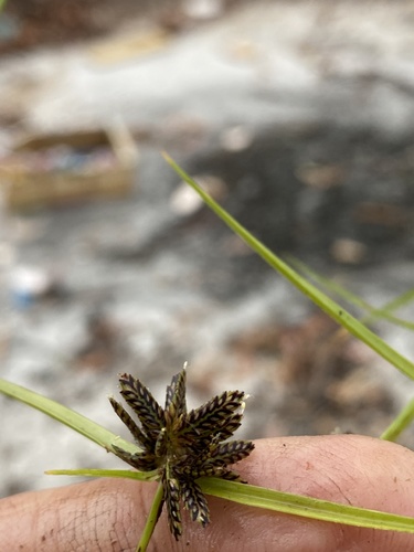 Cyperus sanguinolentus observed 2026-10-06