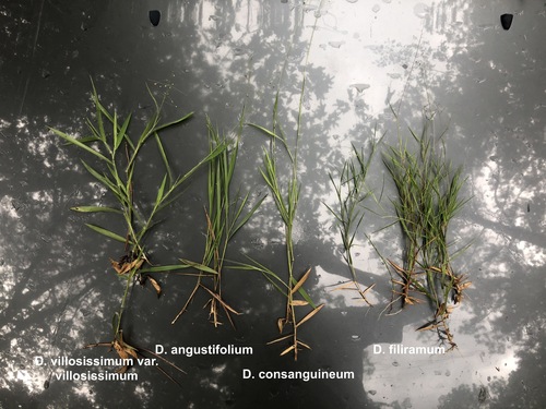 eggleaf rosette grass (Dichanthelium ovale)
