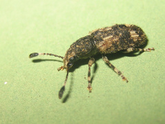 Eucorynus crassicornis