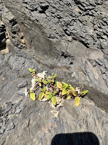 Boerhavia glabrata observed 2026-10-04