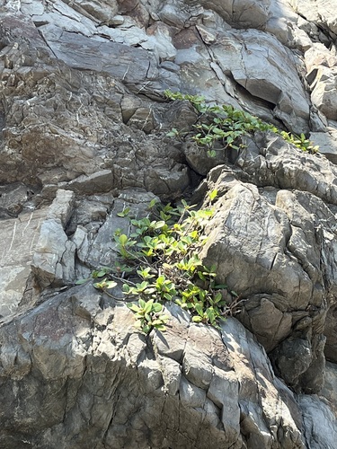 Ficus pedunculosa observed 2026-10-04
