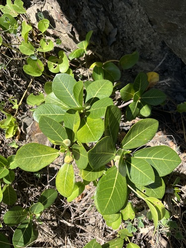 Ficus pedunculosa observed 2026-10-04