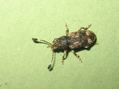 Eucorynus crassicornis