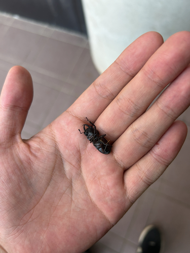 Dorcus rectus rectus