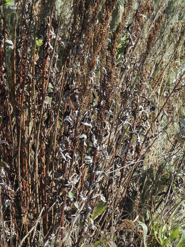Artemisia suksdorfii, 2026-10-04