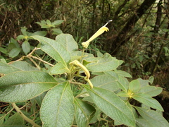 Centropogon nigricans