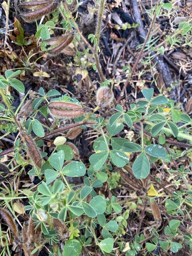 Crotalaria incana observed 2026-10-06