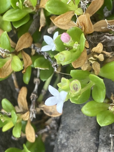 Leptopetalum strigulosum observed 2026-10-03