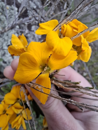 Erysimum cheiri observed 2026-10-06