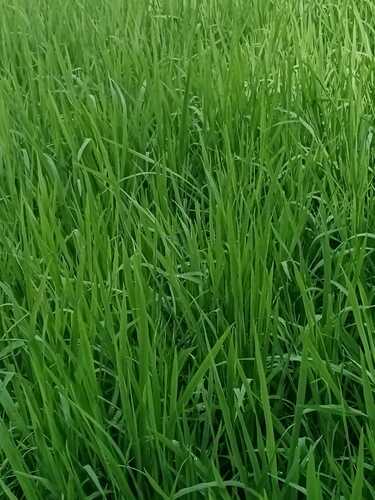 Oryza sativa observed 2026-10-02