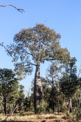 Brachychiton rupestris