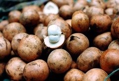 Baccaurea macrocarpa