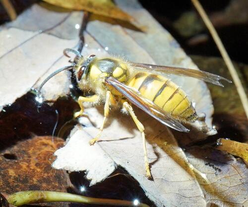 Black Shield Hornet