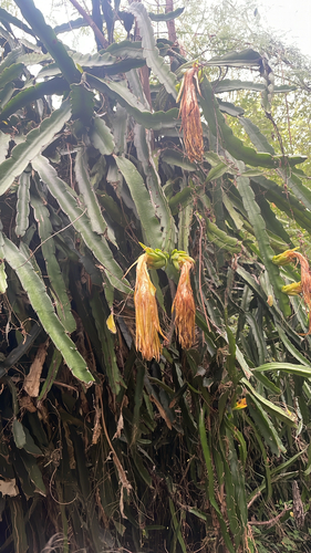 Cereus, 2026-10-05