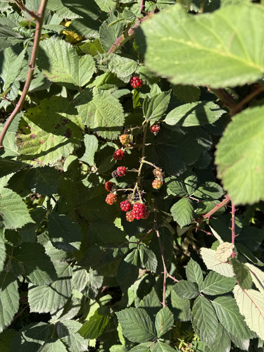 Armenian Blackberry