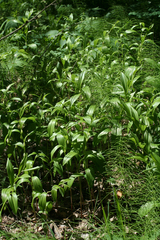Polygonatum humile