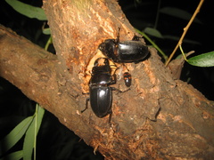 Serrognathus titanus platymelus