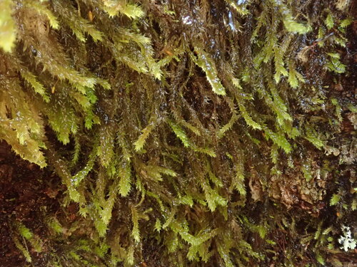 Glyphothecium sciuroides observed 2026-09-27