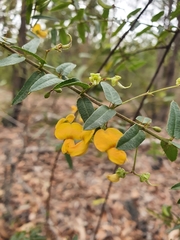 Podolobium aciculiferum