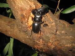 Serrognathus titanus platymelus